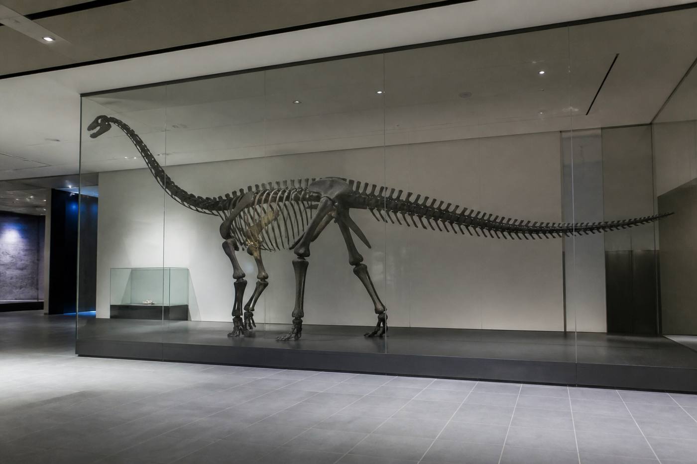 White museum hall with a large dinosaur specimen behind glass
